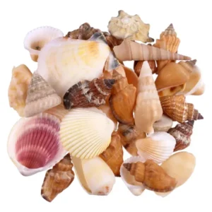 Natural Seashells Pack